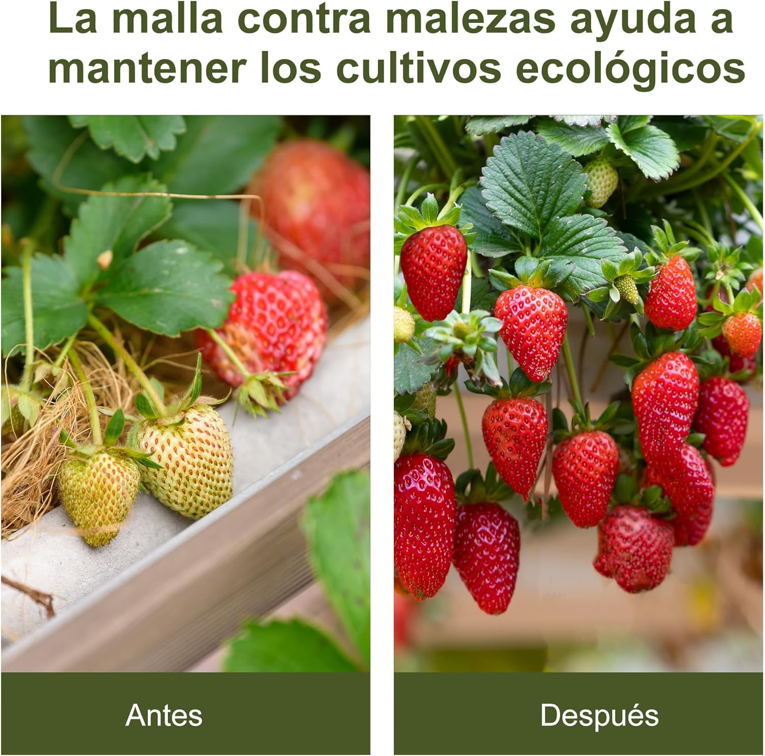 Malla Antihierbas Malla Antihierbas 2x50 m Malla Antimaleza Malla Geotextil contra Malas Hierbas y Malezas 100 g/m2 par