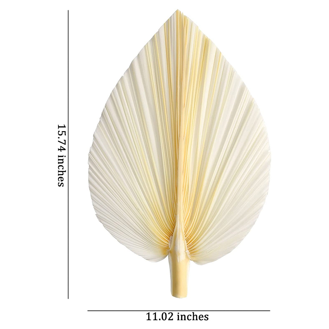 Große weiße getrocknete Palmblätter-Premium-Qualität-3 Stück elegant modern & Hochzeits dekor-Wand kunst