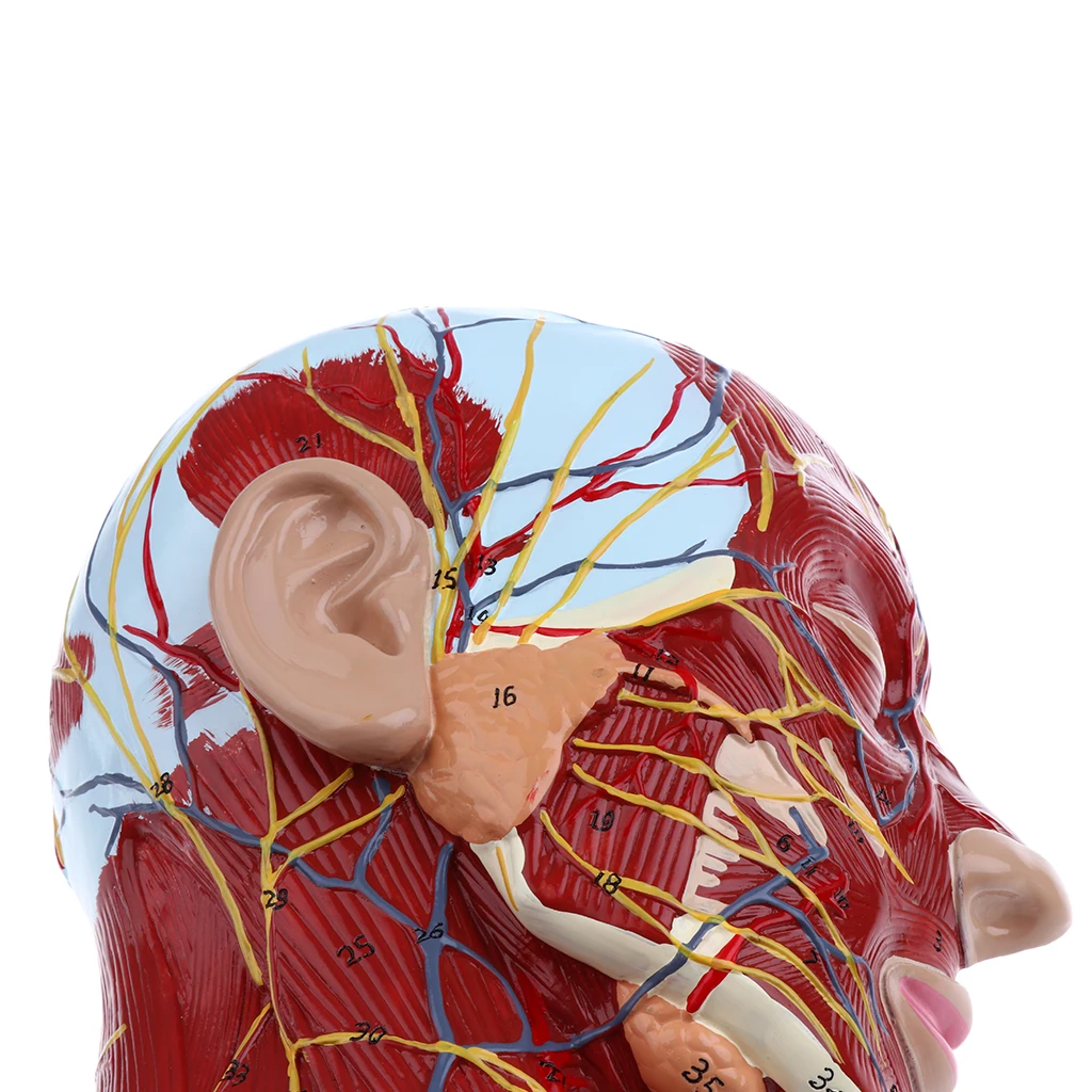 Anatomical Head Median Sagittal Plane Model Nerves Parotids for Teaching