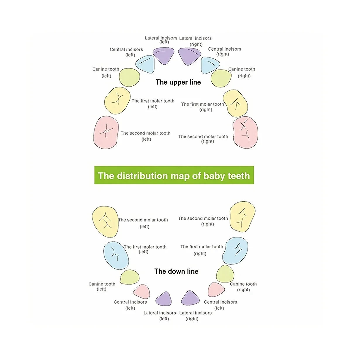 Caixa de dentes de madeira, organizador, espanhol, inglês, lembranças, presentes de aniversário para meninos e meninas