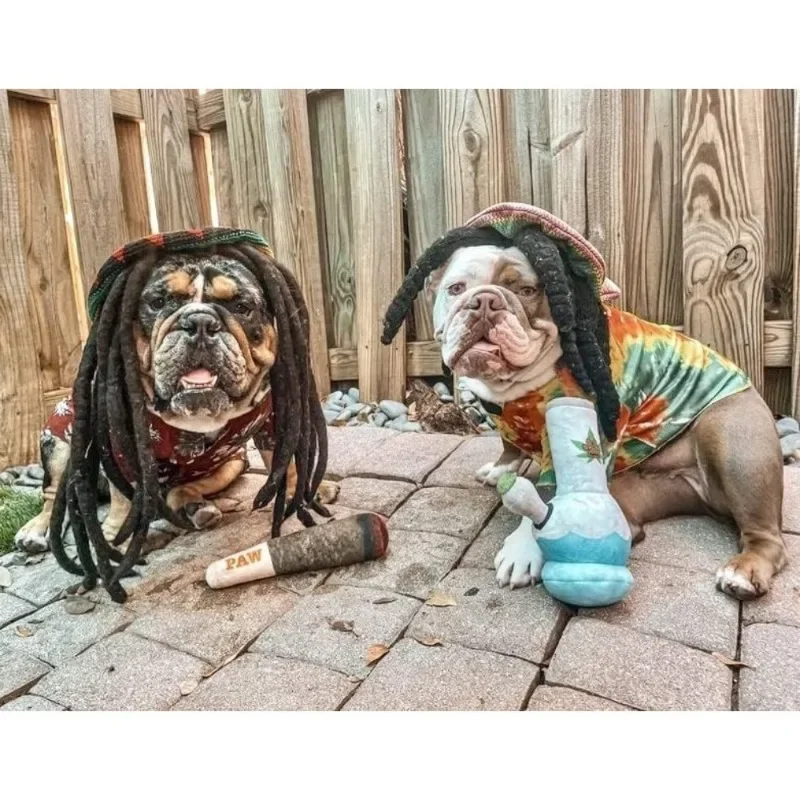 Jouets en peluche grinçants pour chiens moyens, petits et grands, cadeaux d'anniversaire cool et mignons