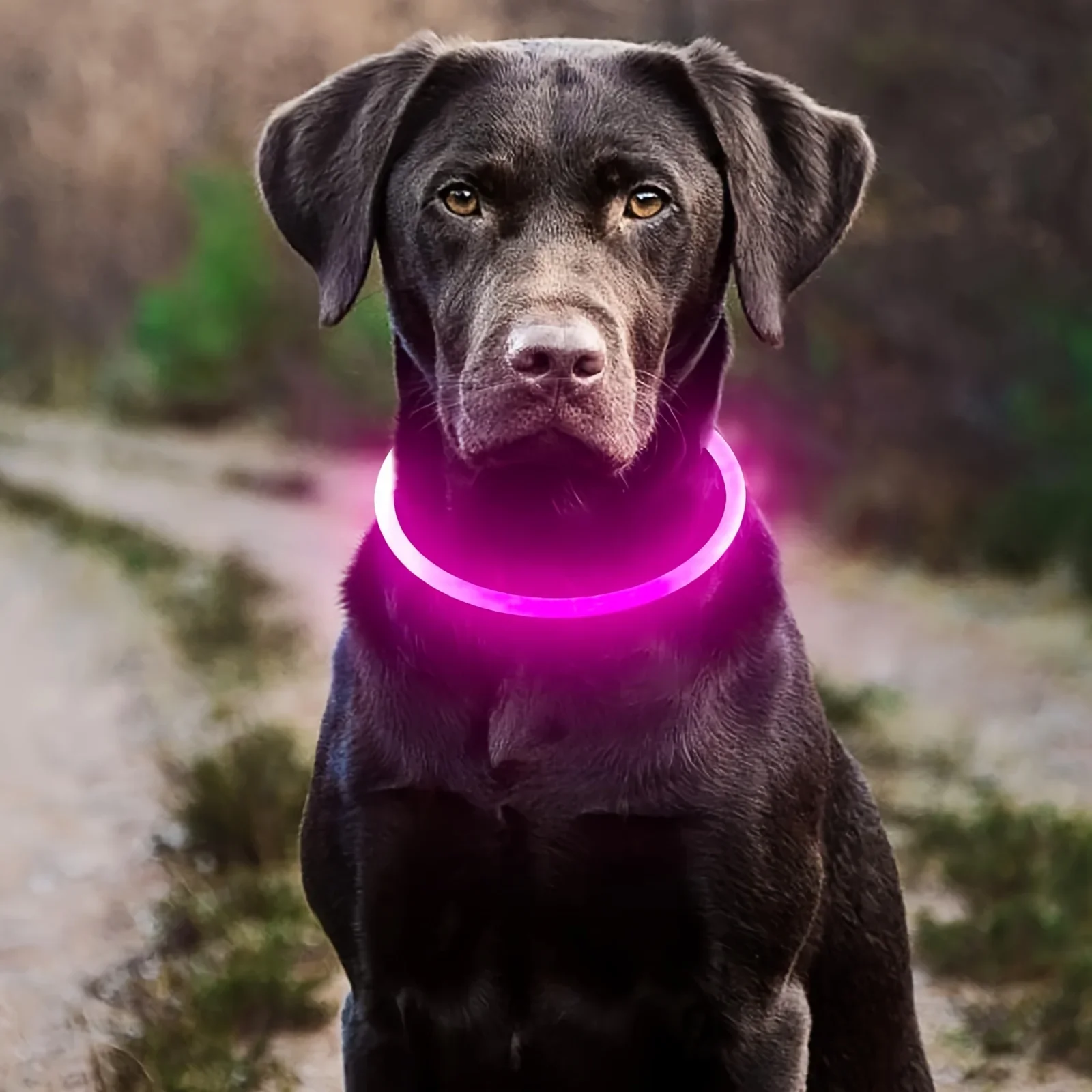 Haustier Hund LED Licht Halsband leuchtende Anti-verlorene Hundehalsband USB-Aufladung Hundehalskette Halsband groß mittel klein