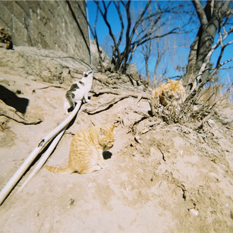 Rouleau de film pour documents, 36 feuilles, 135/35mm, IOS 250, film négatif