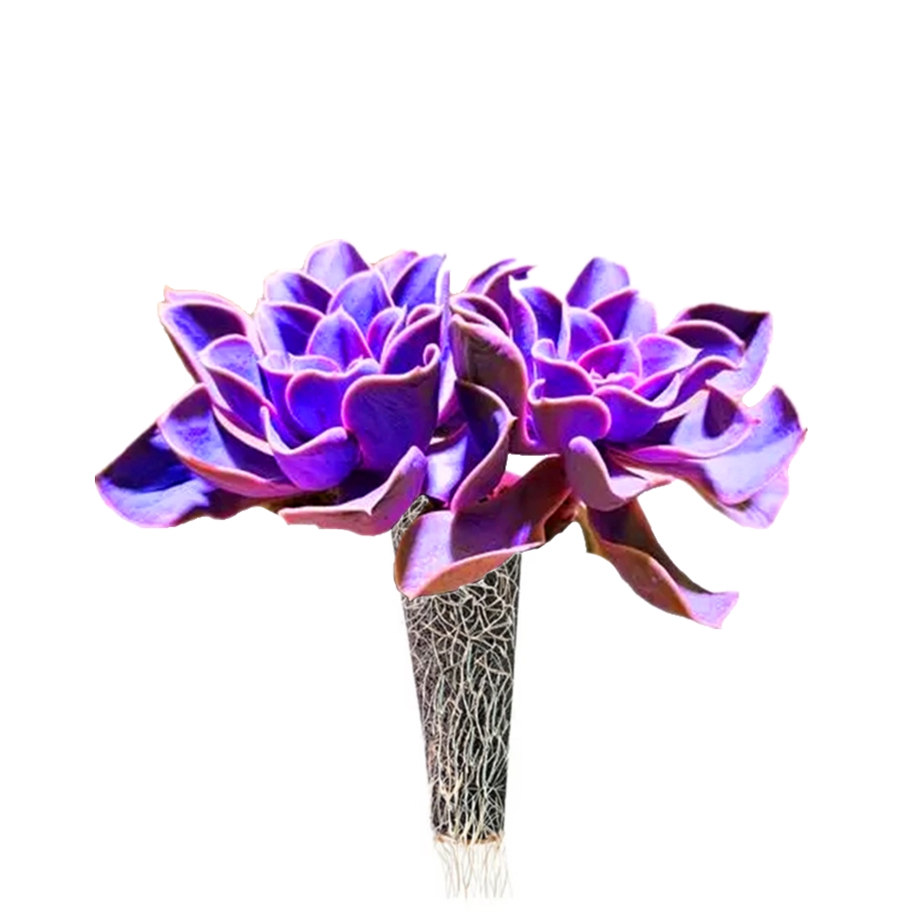 Rapid Rooting Succulent Plant Bulbs Cultivation Stand Echeveria Agavoides Lemaire Soilless Nature Plants Flowers Seedling Soil