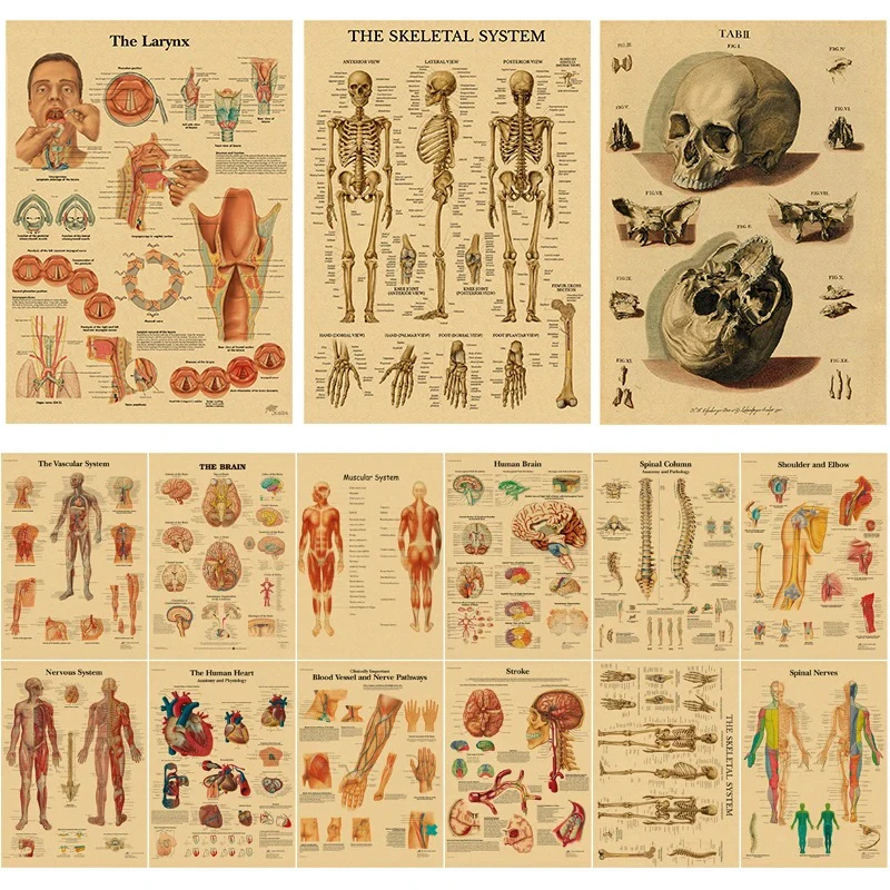 Sistemas de órganos Retro en el cuerpo humano, carteles de anatomía de esqueleto, impresiones de papel Kraft, pinturas artísticas de decoración de pared para habitación del hogar Vintage DIY