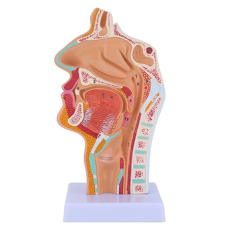Model anatomii gardła jamy nosowej Model anatomiczny ludzkiej gardła i gardła