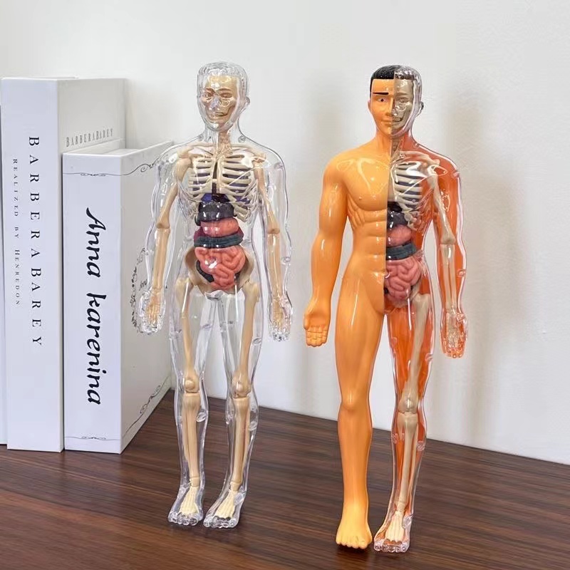 3D Human Body Torso Model for Kid Anatomy Skeleton Removable Simulation Organ and Skeleton Detachable Bone Body Education Models