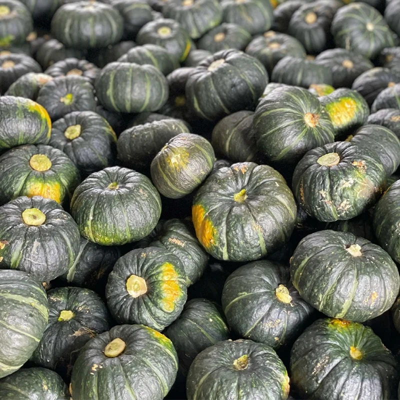제주 애월 미니 밤호박 (못난이) 5kg 부터 진한 단맛 가득 포슬포슬한 식감 밤호박 보우짱 제철 건강 간식