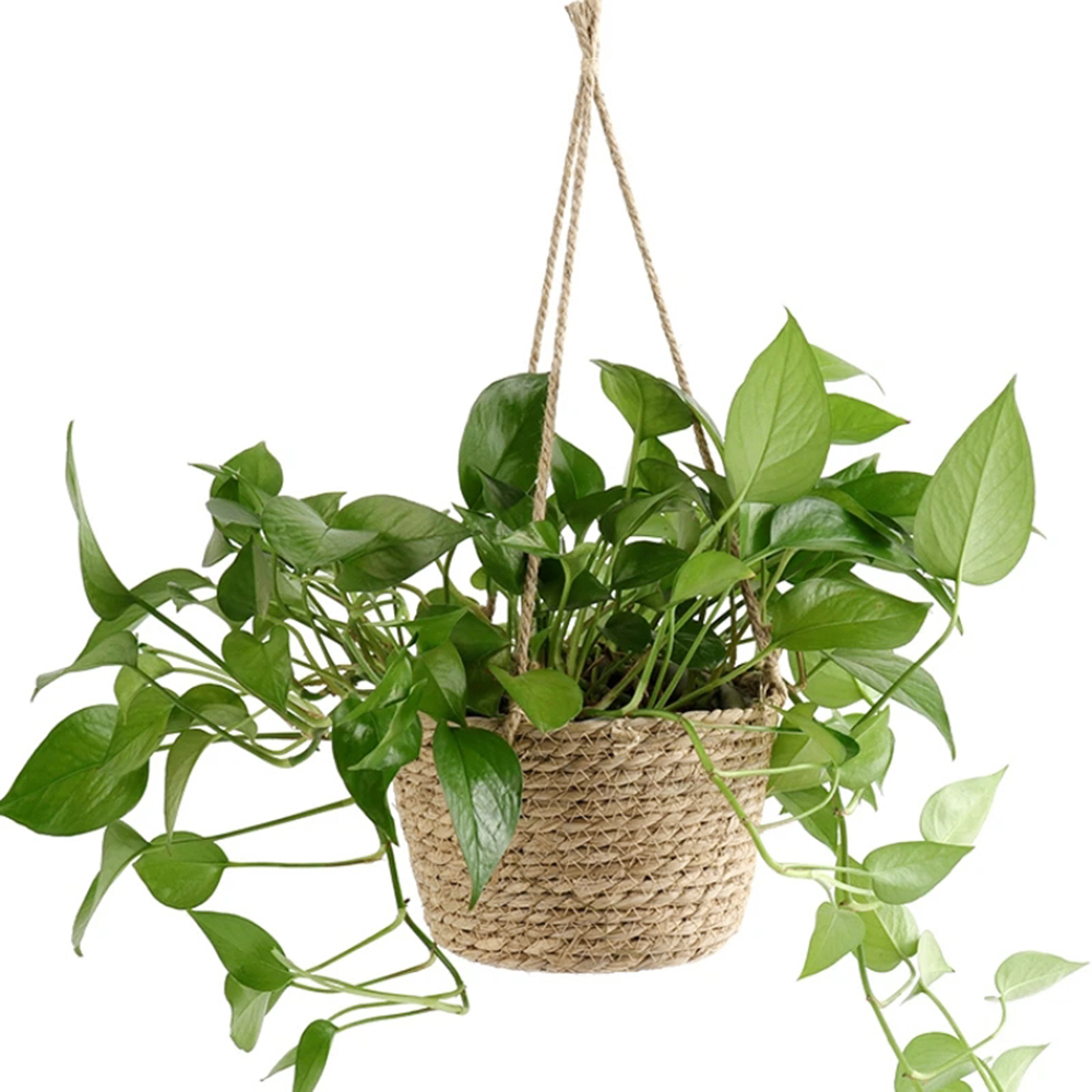 1PC Straw Hanging Basket Planter Twine Woven Flower Basket Rattan Basket Hanging Orchid Pot Pot Hanging Basin