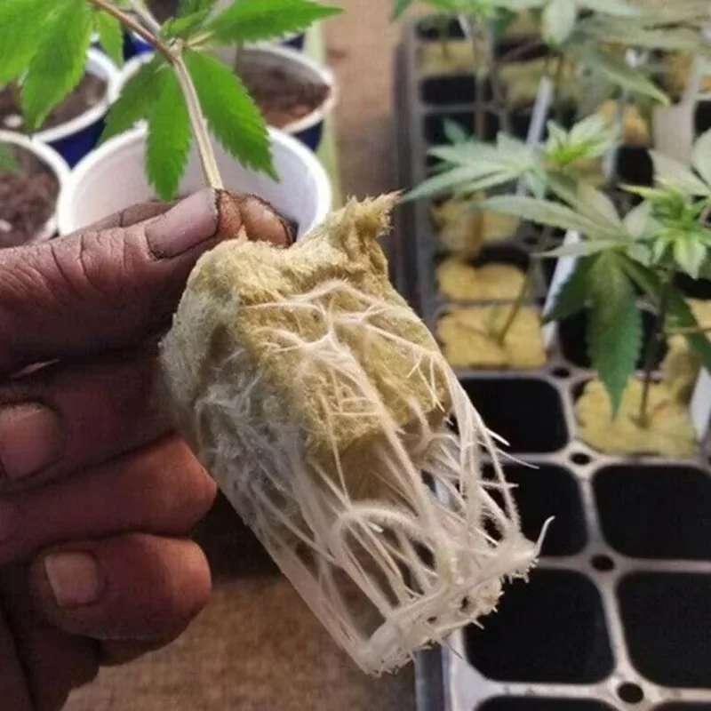 50 pçs 25x25x25mm pedra lã hidropônica crescer mídia cubos planta cubos substrato sem solo semeado lã de rocha plug mudas bloco