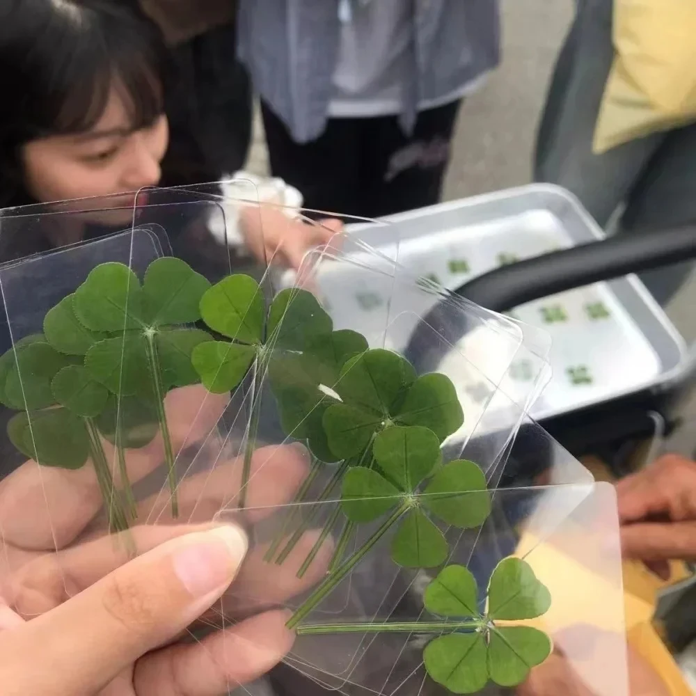 5/10Pcs Emulation Lucky Printing Clover โปสการ์ดโปร่งใส Ideal for Bookmarks และ Decorations Perfect ของขวัญ