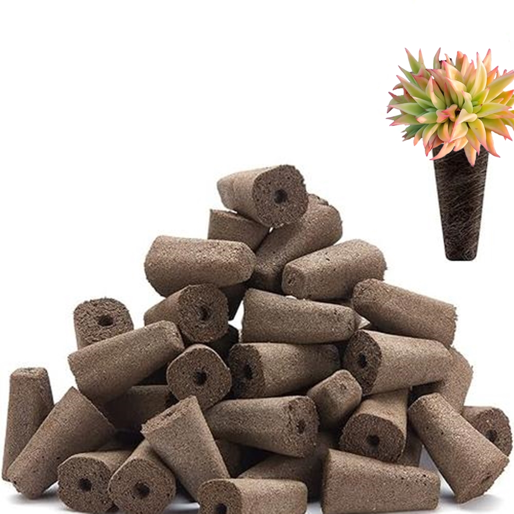 Rapid Rooting Succulent Plant Bulbs Cultivation Stand Echeveria Agavoides Lemaire Soilless Nature Plants Flowers Seedling Soil