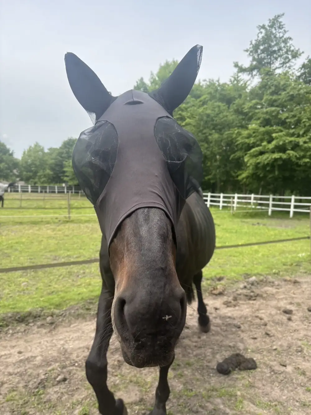 Attrezzatura equestre Custodia protettiva per coda di cavallo Borsa portaoggetti per coda di cavallo Borsa protettiva Coda di cavallo Cura di bellezza Repellente per zanzare Ding