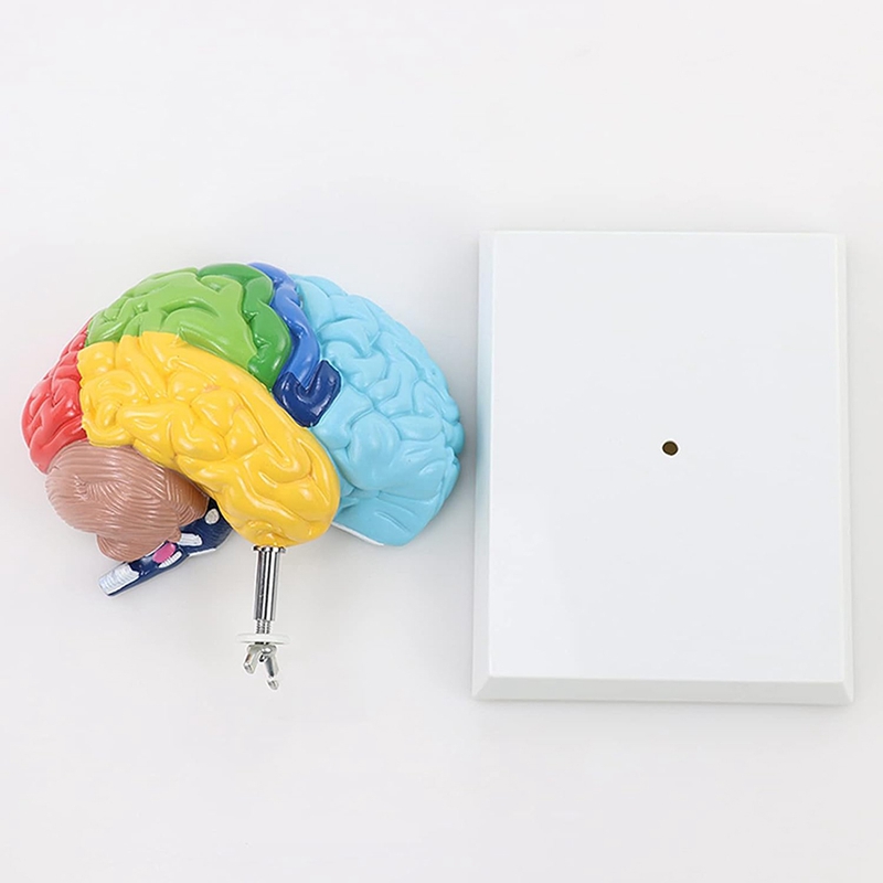Hemisfério direito do cérebro modelo de corpo humano 1:1 para modelo de montagem de estudo de ensino de estudantes