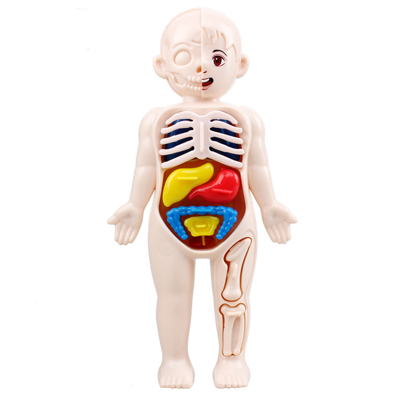Rompecabezas 3D Montessori para chico, modelo de anatomía del cuerpo humano, órgano de aprendizaje educativo, juguete ensamblado, herramienta de enseñanza corporal para niños