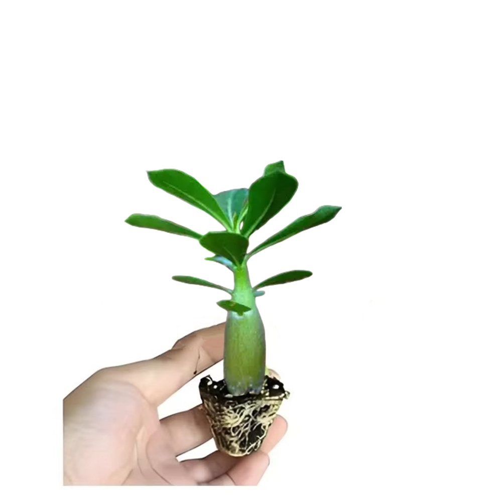 12 Colors desert rose Bracket Cultivation Blocks Double petaled Adenium obesum Flowers Soilless Nature Plants Seedling Rack 2Pcs