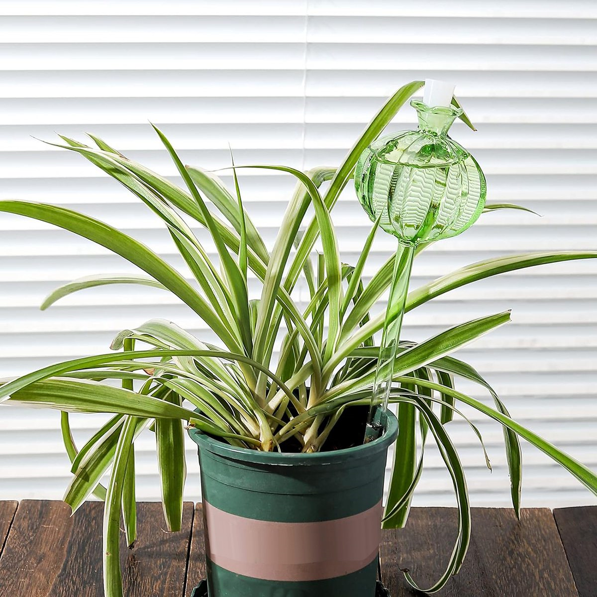 Globos de riego de plantas BABQ, dispositivos de riego de plantas soplados de 3 uds, globos de autorriego para plantas de interior Cactus