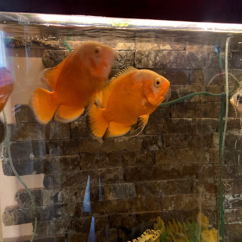 Canthaxanthin/Aphanicin/Carophyll-Rotpulver in Futterqualität für Futterzusatz, Tierfutterzusatz