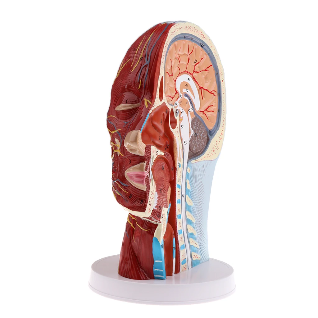 Anatomical Head Median Sagittal Plane Model Nerves Parotids for Teaching