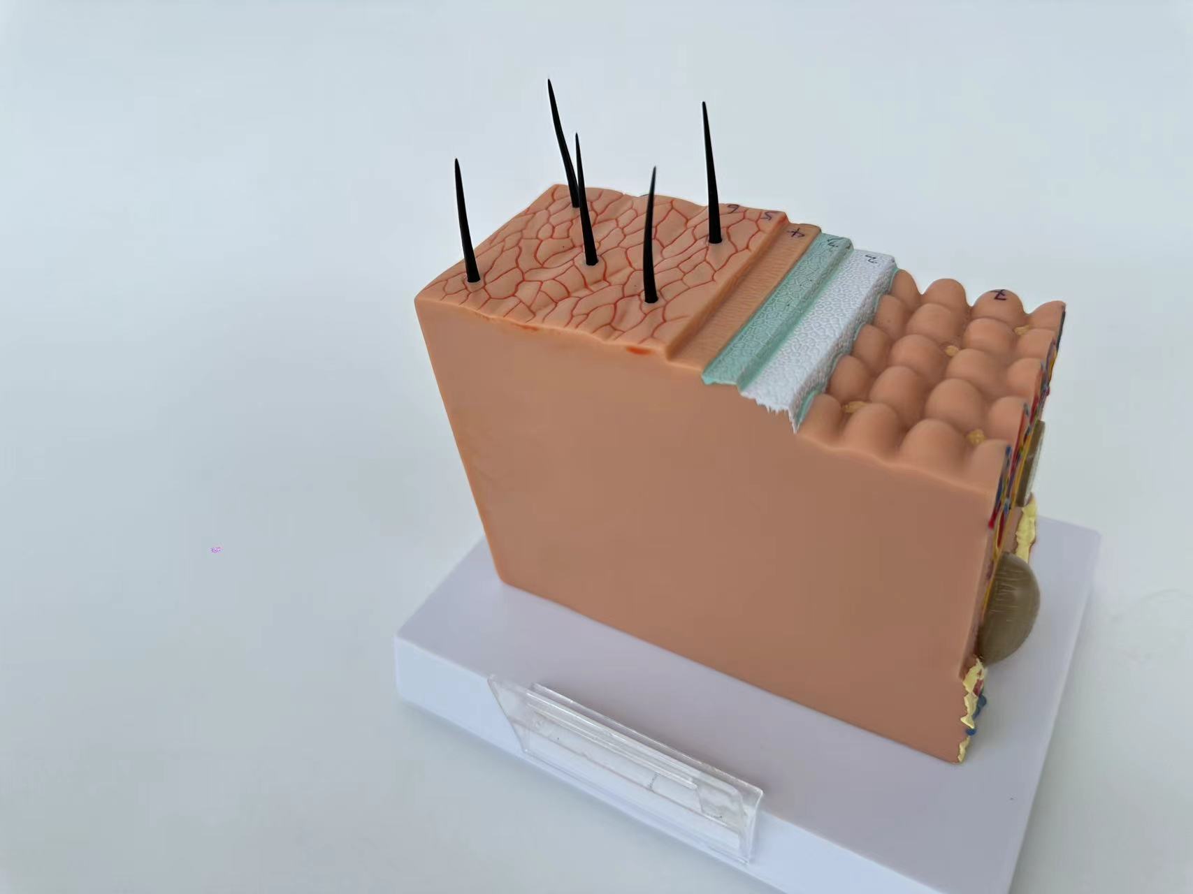 Human Skin and Hair Structure Enlarge Model Skin Layer Structure Model skin structure anatomy cosmetic training