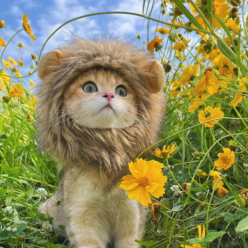 Ropa divertida para mascotas, gorro, peluca de gato, disfraz de crinera de León, sombrero de perro y gatito con orejas, suministros para fiesta elegante