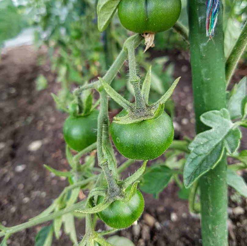 金属製の吊るすケージ,庭の装飾,家,登山の木のサポート,木の板,非接触,40cm, 25パック