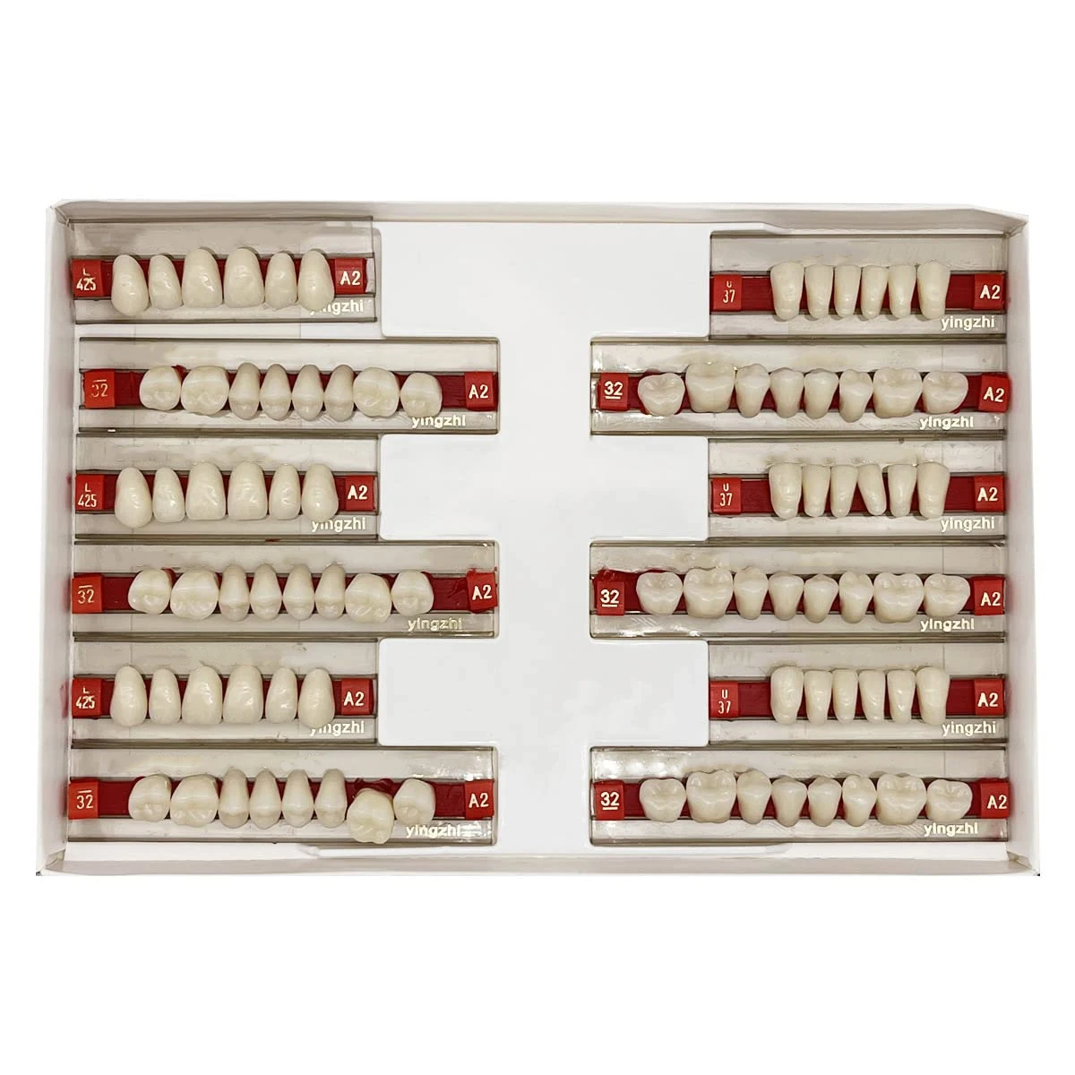 Zahnmedizinisches Lehrmodell A2 aus maximaler Standardgröße, oberes und unteres Modell zum Austausch von DIY-Halloween