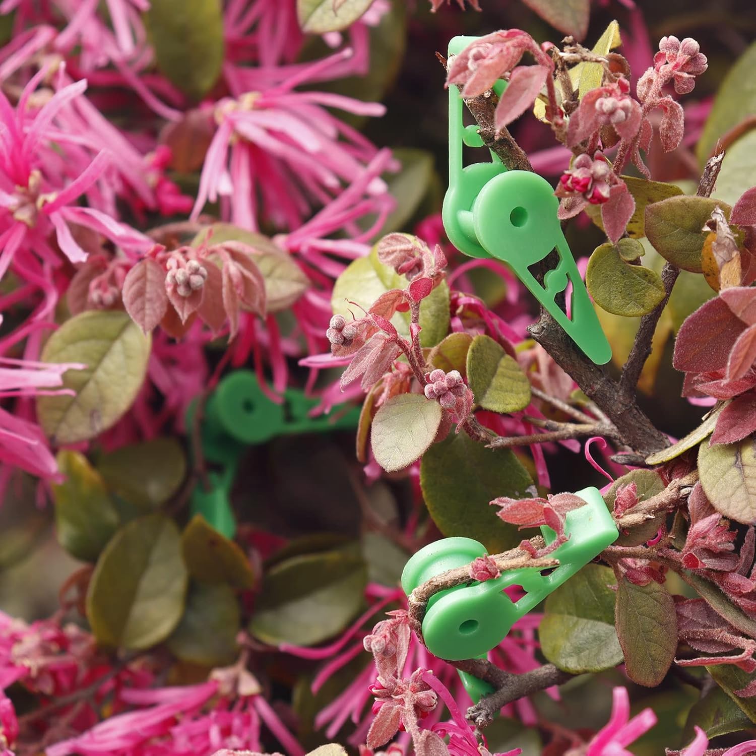 植物の枝ベンダートレーニングクリップガーデンステムトレーナークリップ360度調整可能なプランターホルダー低ストレストレーニングツール用