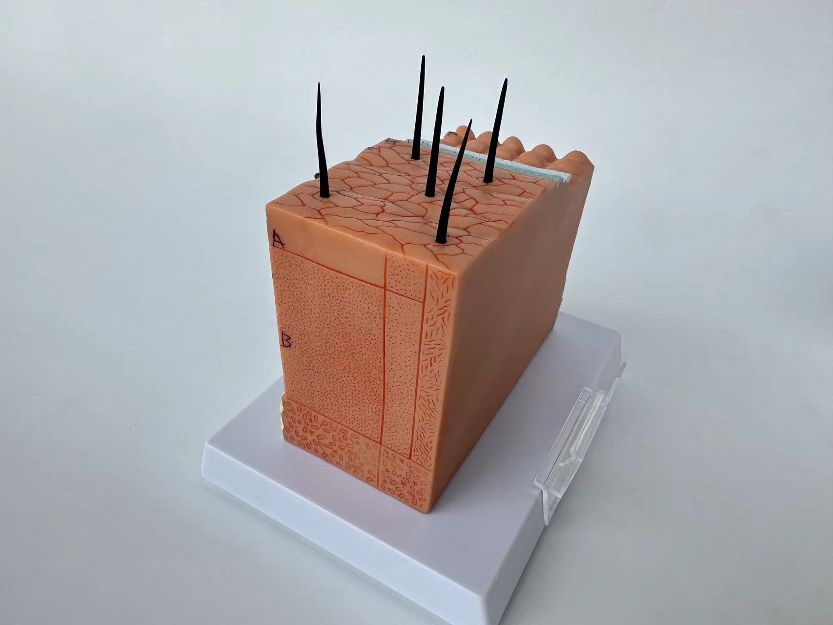 Human Skin and Hair Structure Enlarge Model Skin Layer Structure Model skin structure anatomy cosmetic training