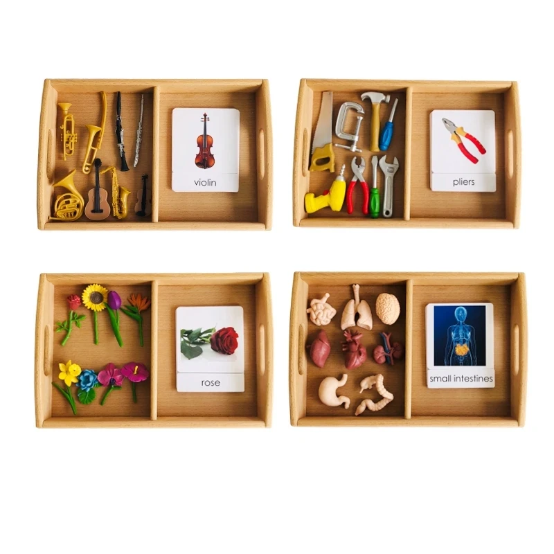 Montessori Language Materials Models of Human Ogran/ Handware Tool/ Instrument/ Flower W/ 3-Part Cards Kids Learning Resources