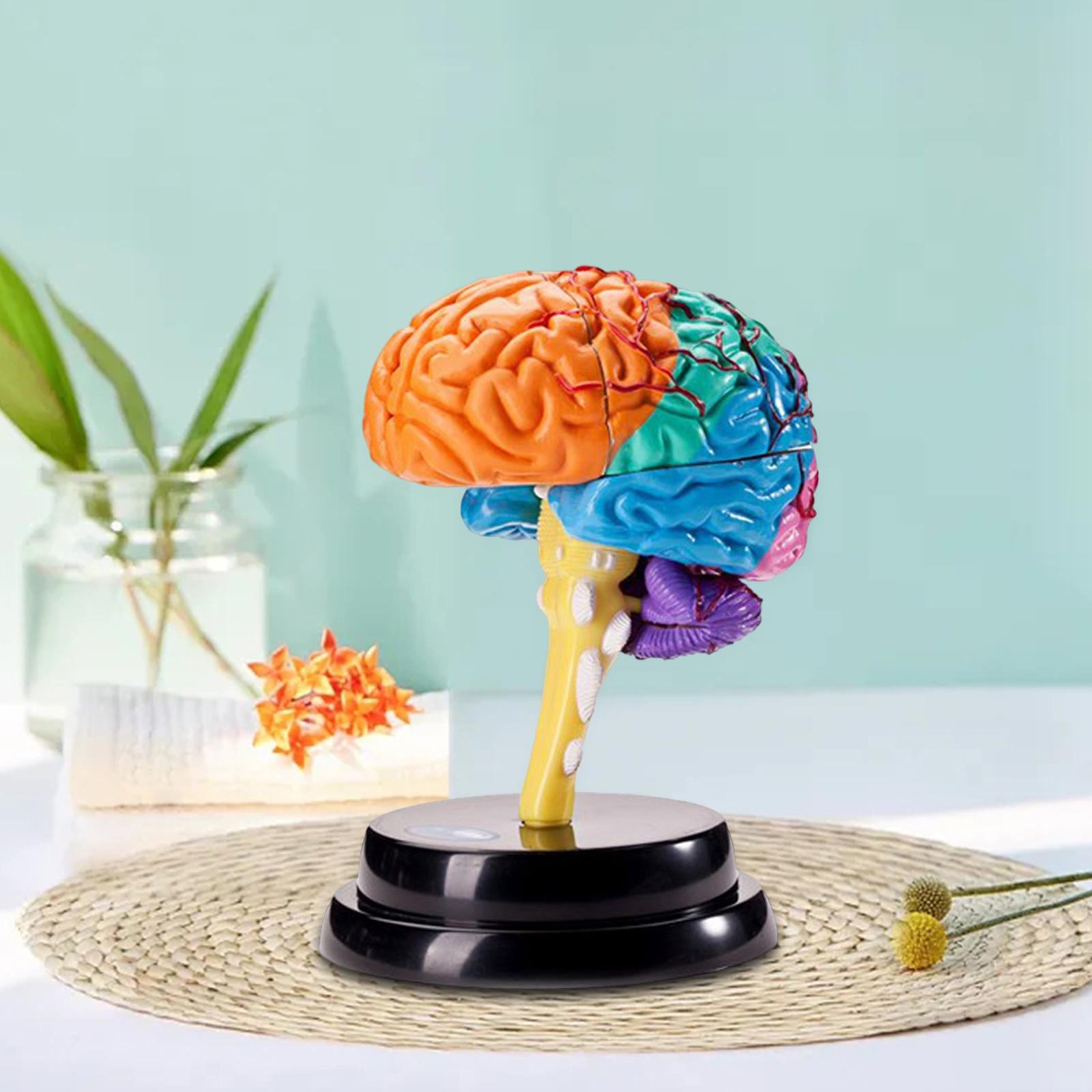 สมองมนุษย์รุ่น Anatomy เครื่องมือฟังก์ชั่นสมองของเล่นเพื่อการศึกษา Anatomical Model สําหรับโรงเรียนการสอน Office ที่ถูกต้อง