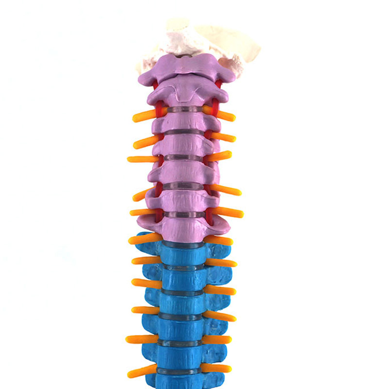 Columna vertebral humana con modelo de anatomía pélvica, 45cm, enseñanza de ciencias médicas, biología, neurocirugía, recursos, modelos anatómicos, esqueleto