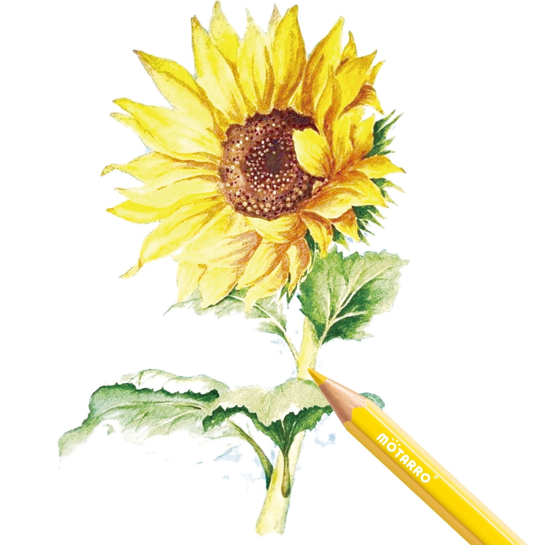 モタノカラーペンシルセット、水彩画、学校、オフィス、書き込み、文房具、描画、スケッチ、画材、12個