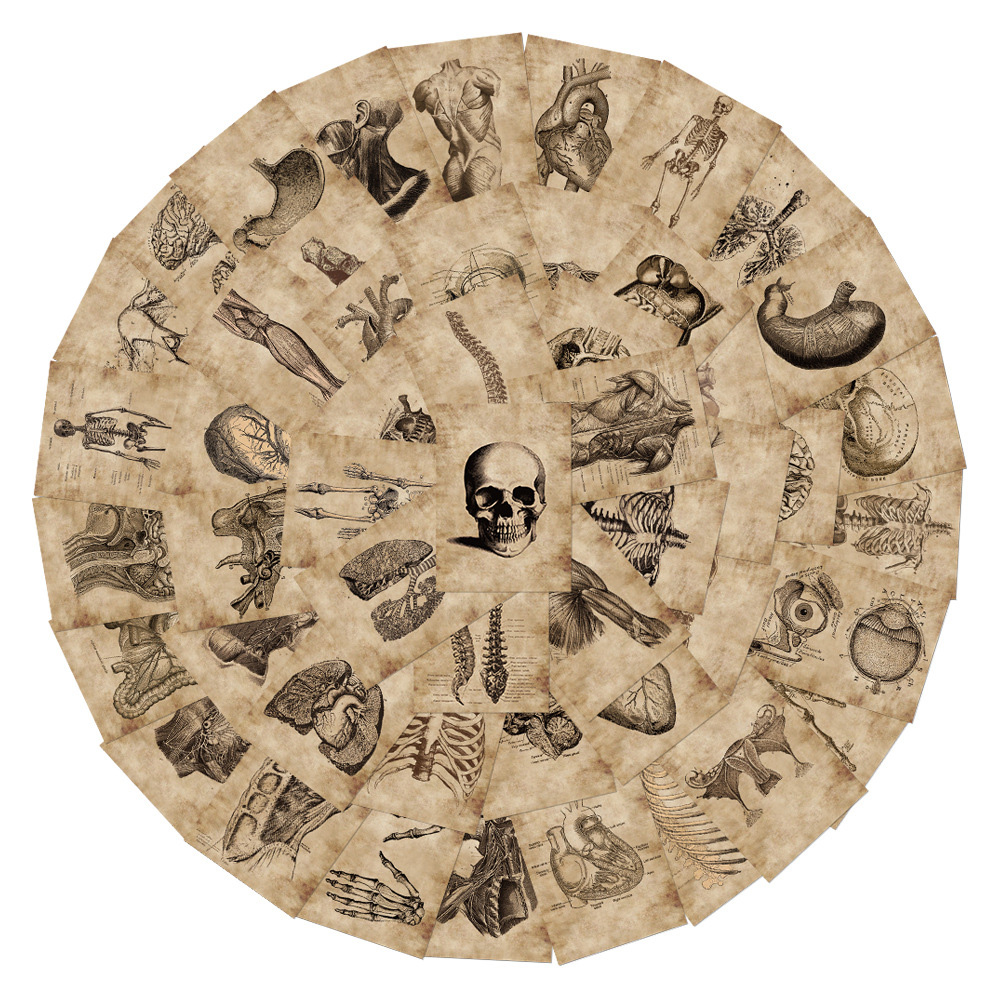 10/30/56 pçs anatomia e fisiologia a estrutura do corpo adesivos pvc brinquedo à prova dwaterproof água graffiti esqueleto adesivos para decalques de bagagem