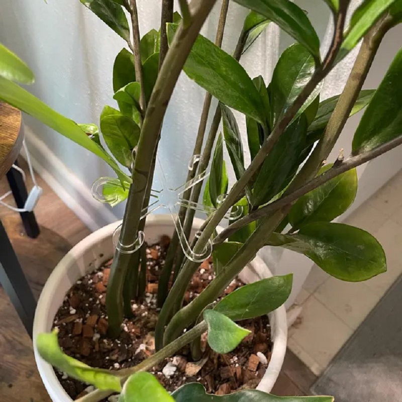 Plant Stem Support Alocasia Monstera Leaf Support Vine Support Clips For Climbing Plants To Grow Upright And Make Healthier