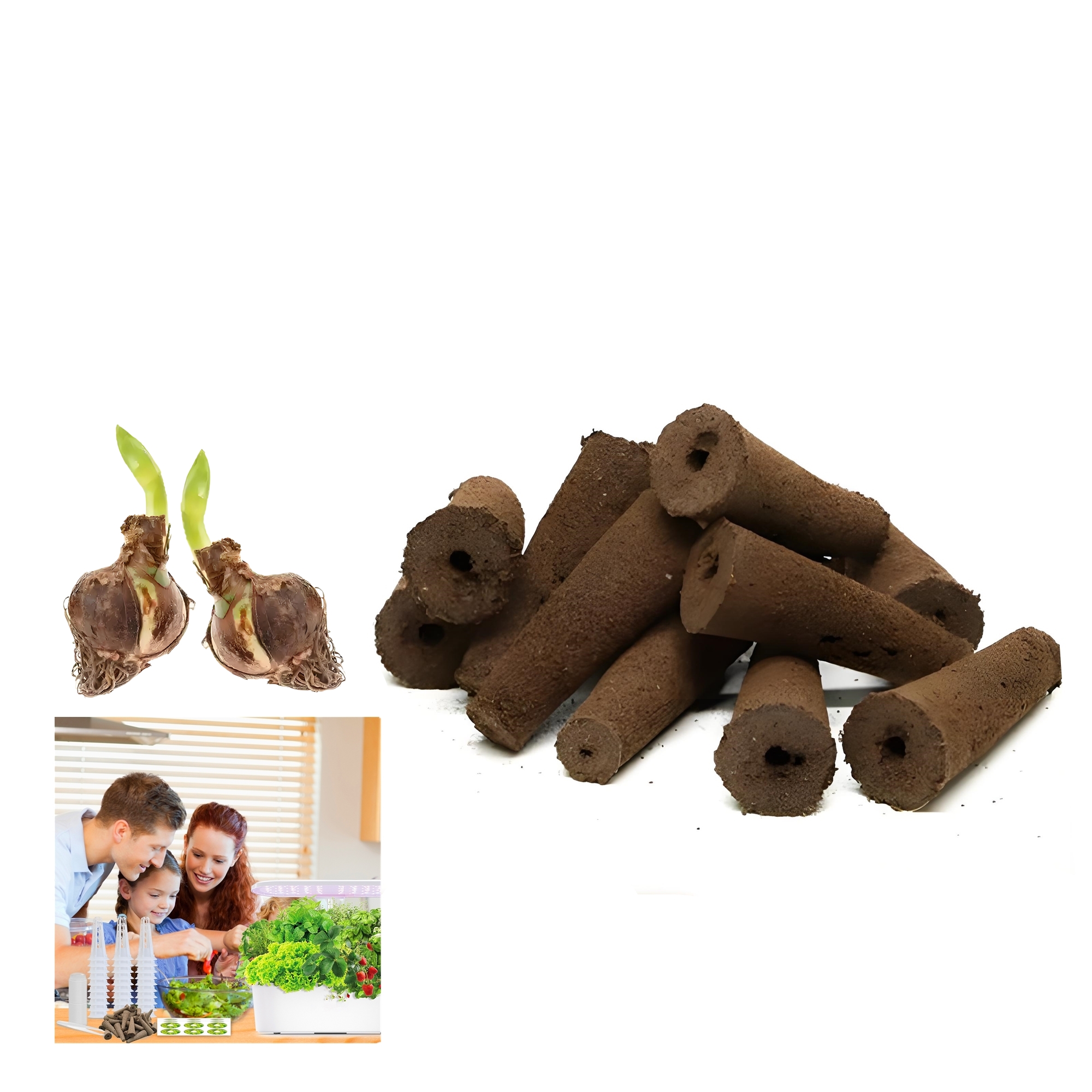 Hippeastrum Vittatum Rapid Rooting Sprouting Amaryllis Flower Bulbs Cultivation Blocks Soilless Nature Plants Bracket 2Pcs