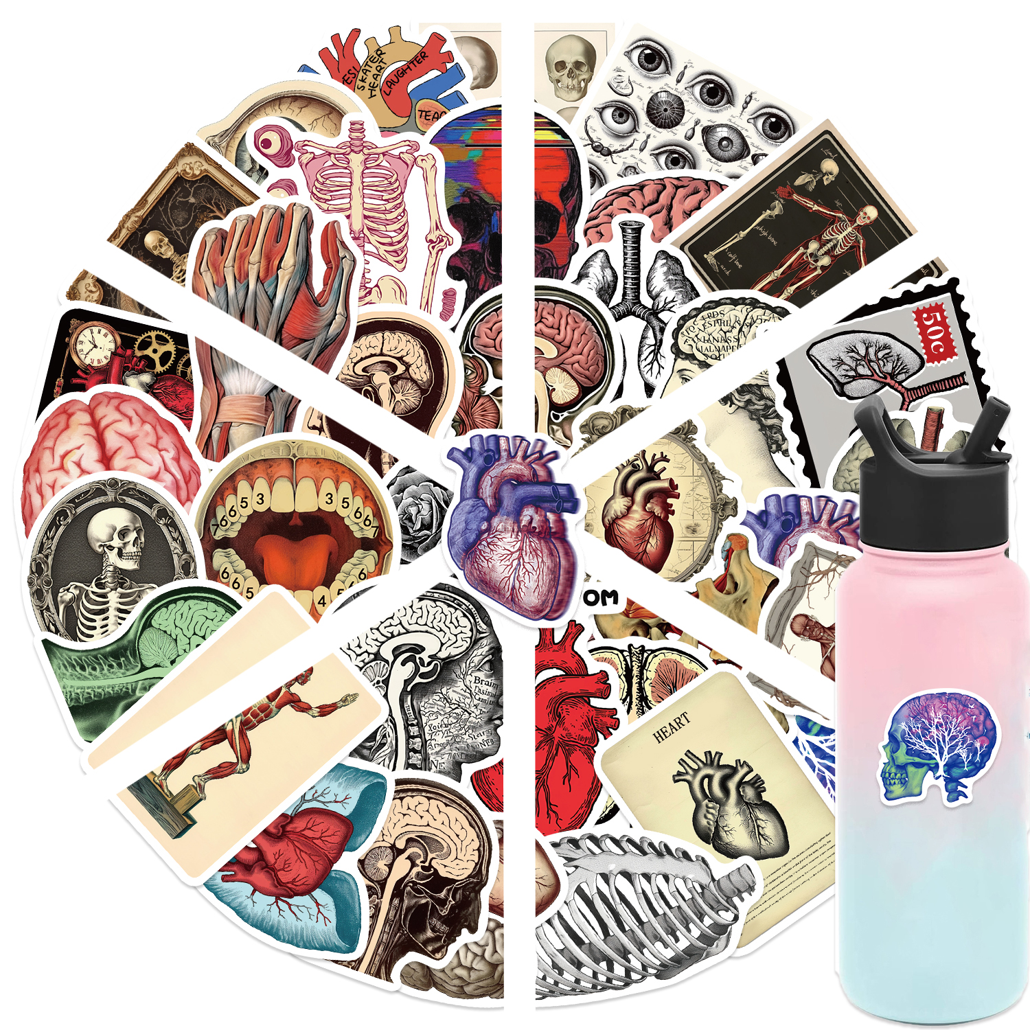 レトロな科学解剖学ステッカー 50 枚 防水 PVC デカール ラップトップ スクラップブック ギター 電話など用