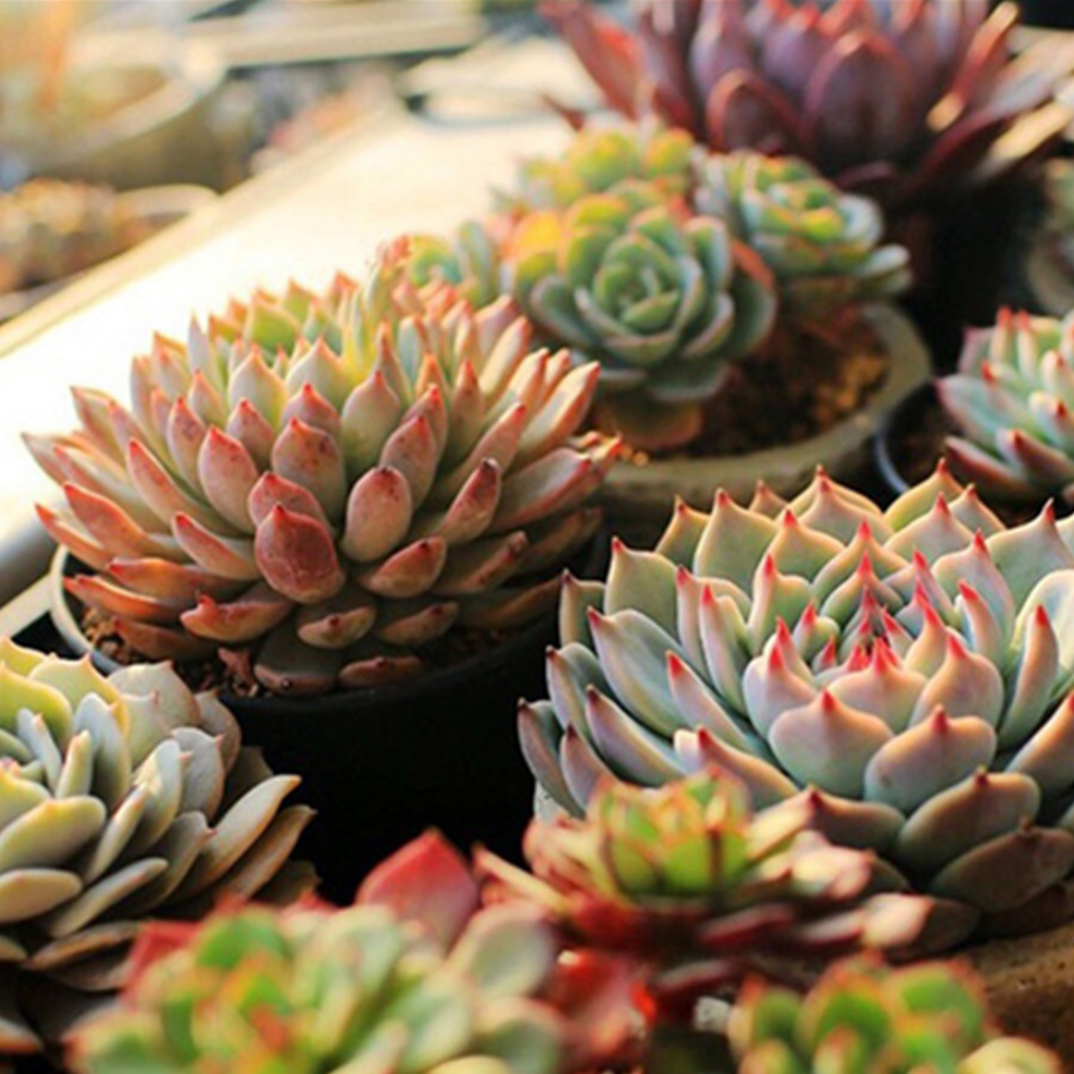 OuuZuu USB 5V LED Grow Light Spectrum Full Red & Blue Phyto Grow โคมไฟในร่ม Phytolamp สําหรับพืชดอกไม้ต้นกล้าเรือนกระจก