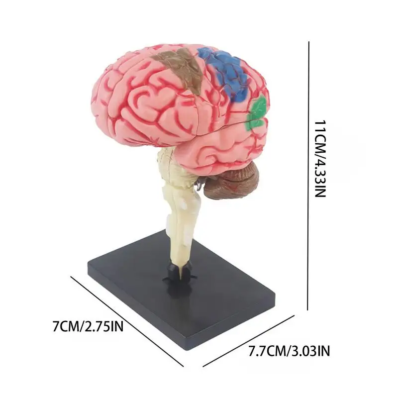 3D Brain Model Teaching Med Model Anatomical Model With Display Base Color-Coded Artery Brain DIY Teaching Anatomy Model For
