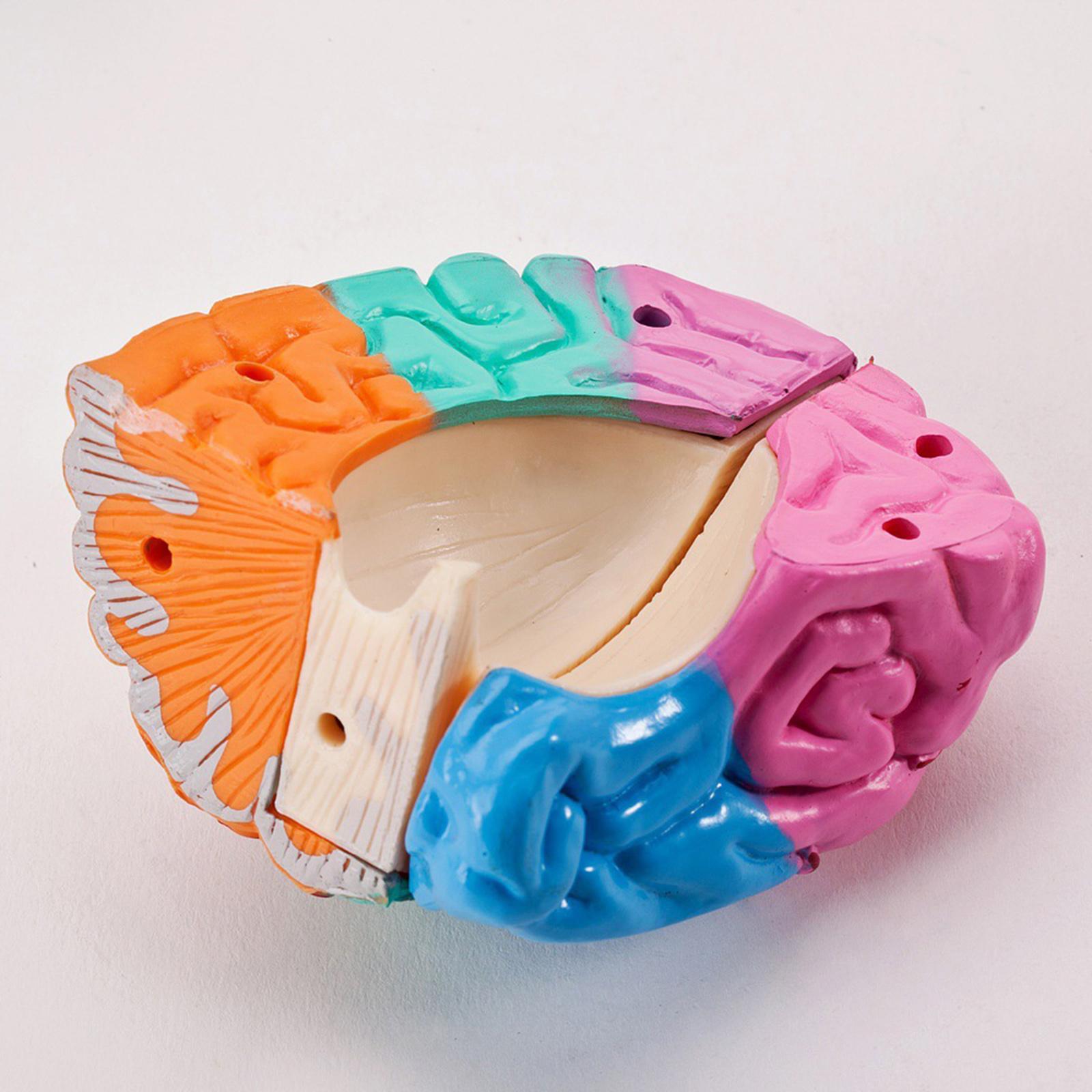 สมองมนุษย์รุ่น Anatomy เครื่องมือฟังก์ชั่นสมองของเล่นเพื่อการศึกษา Anatomical Model สําหรับโรงเรียนการสอน Office ที่ถูกต้อง