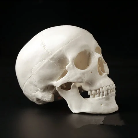 Mini cráneo humano anatómico, cabeza de anatomía, modelo médico conveniente, 92x99x71mm, 1 unidad