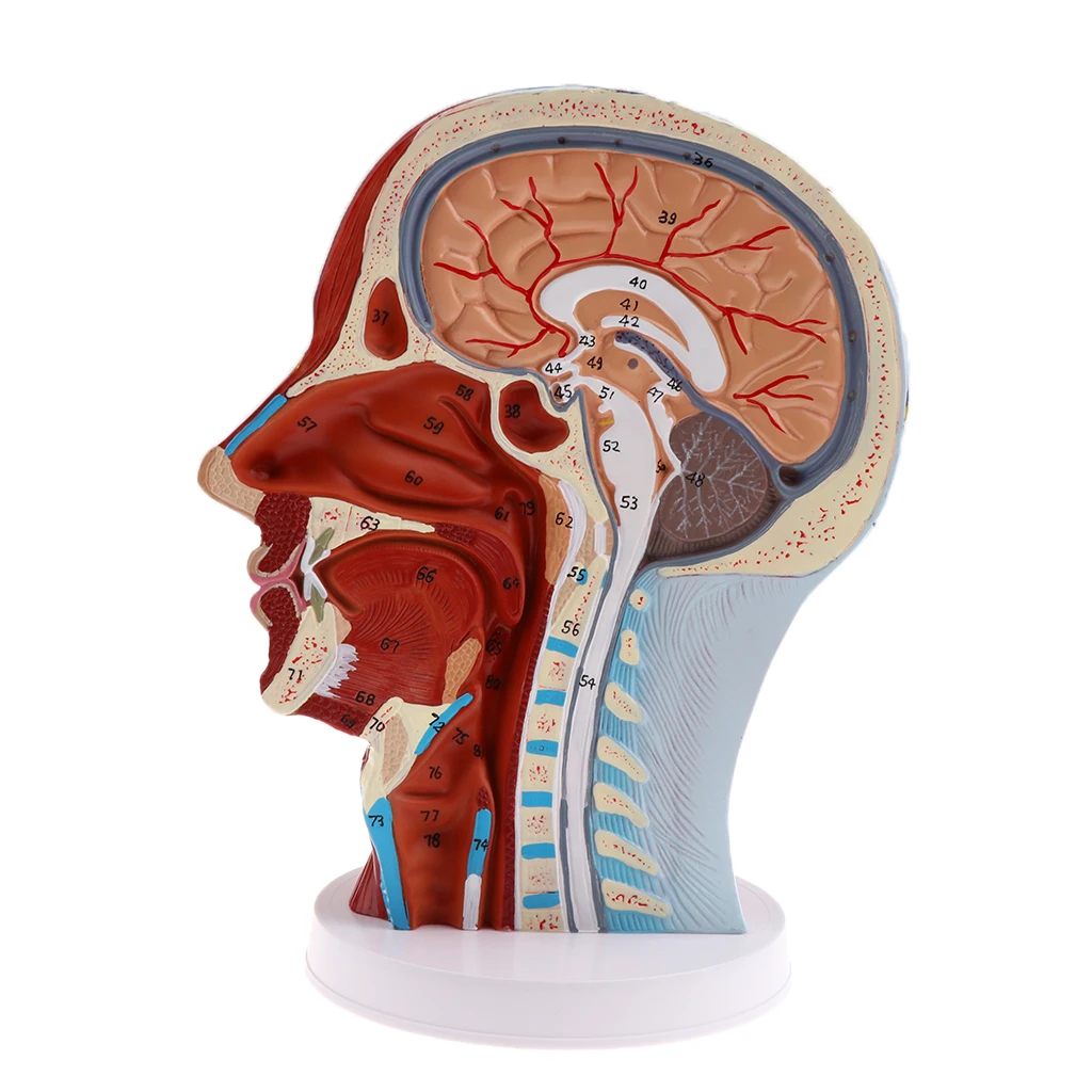 Anatomical Head Median Sagittal Plane Model Nerves Parotids for Teaching