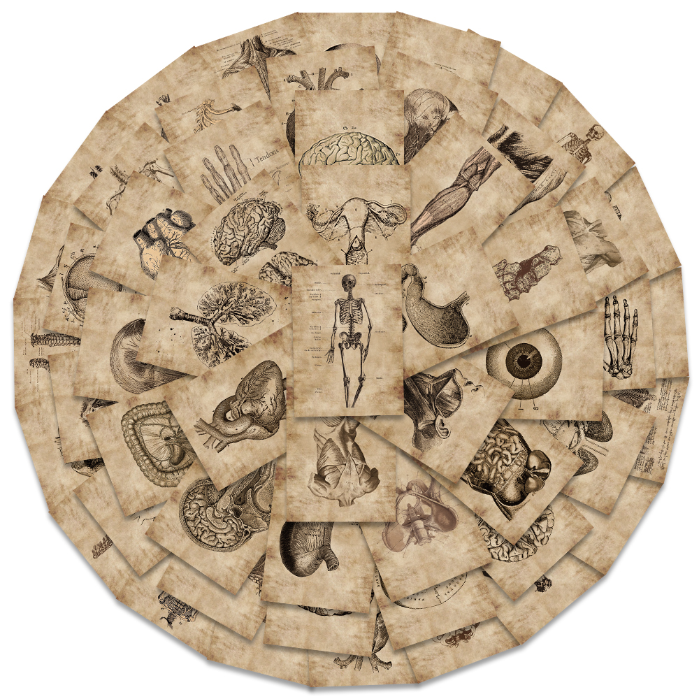 56 pçs criativo anatomia humana fisiologia coração crânio órgãos internos adesivo esqueleto graffiti adesivos bagagem portátil adesivo