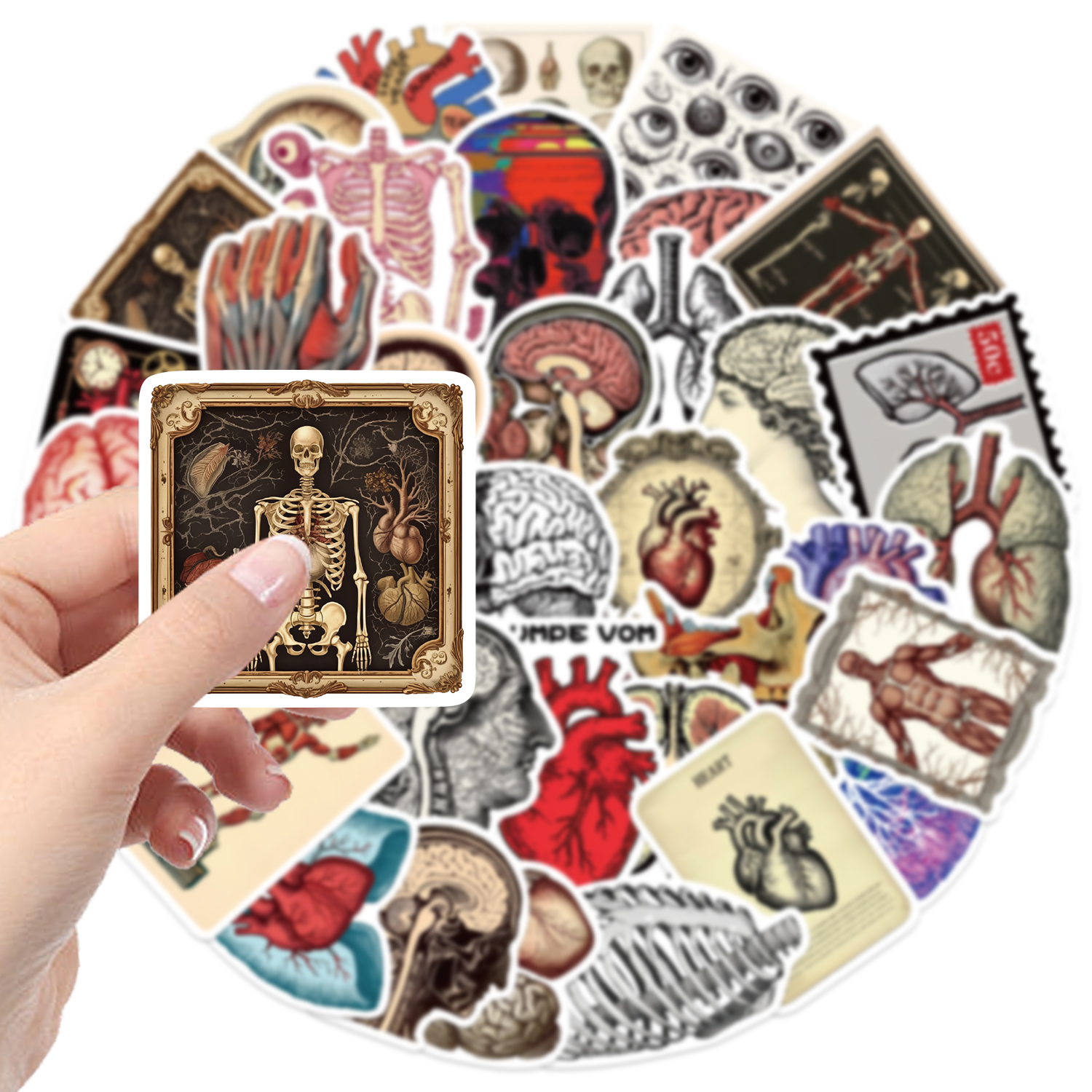 レトロな科学解剖学ステッカー 50 枚 防水 PVC デカール ラップトップ スクラップブック ギター 電話など用