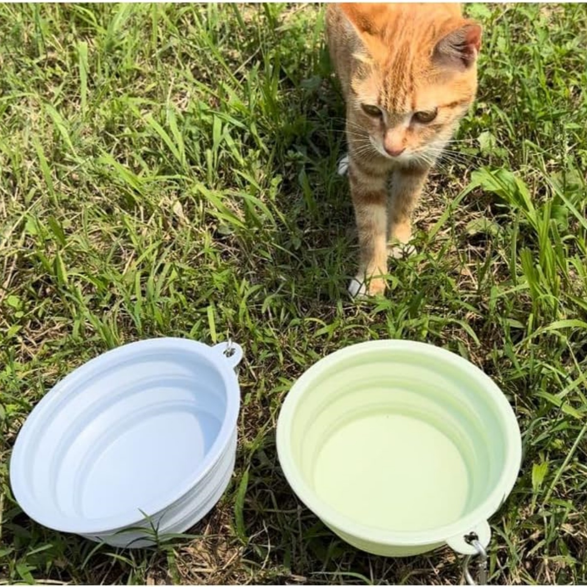 Bacia dobrável do silicone para o cão e o gato, recipiente portátil do alimento, recipiente de água, curso ao ar livre, com mosquetão