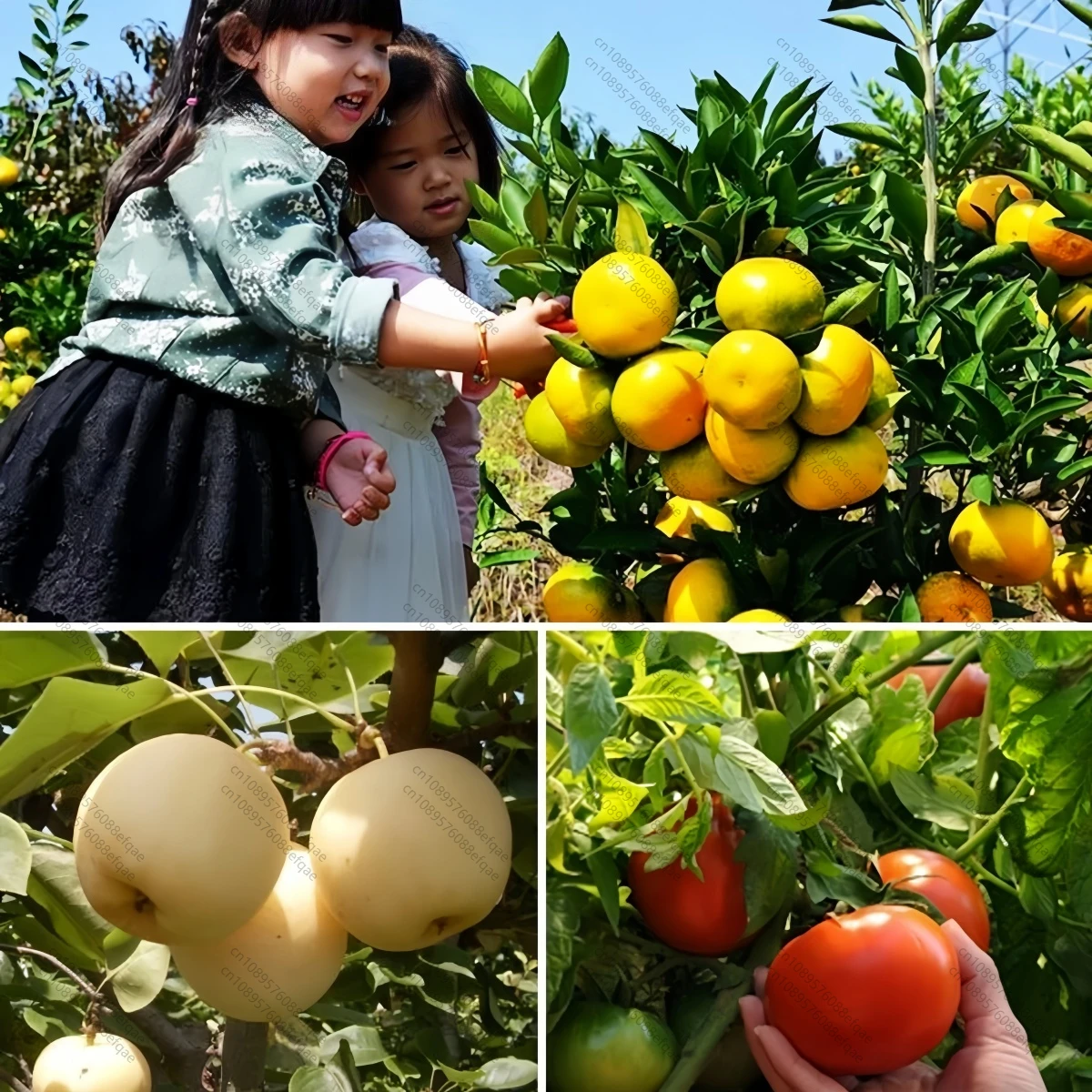 Natural Plant Hormone S-ABA ABA Abscisic Acid 10%SP Promote Germination Bud Sprouting and Coloring for Grape