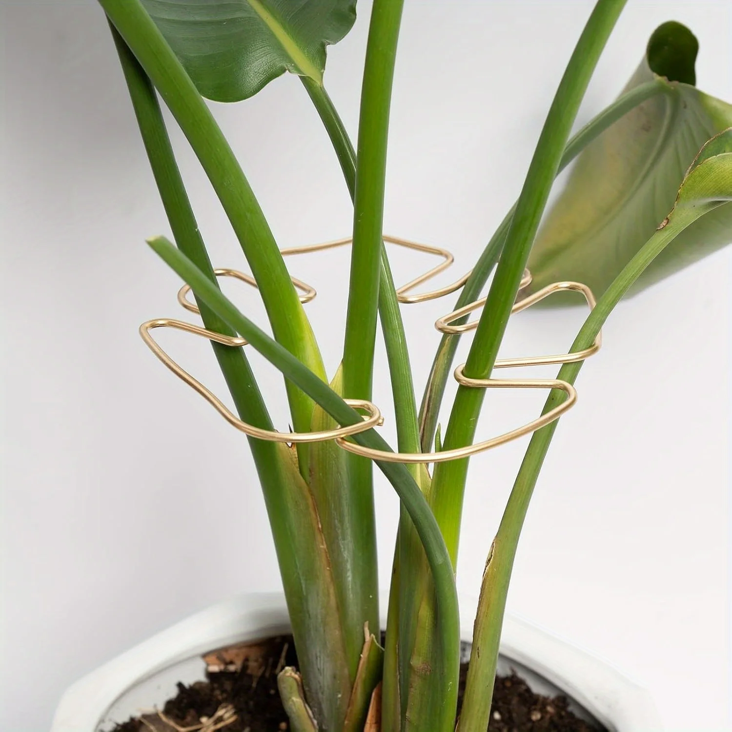 Monstera Stabilizer Turtle Shell ชุดแคลมป์ไม้ไผ่สําหรับพืชปีนเขา รองรับการเจริญเติบโตที่ดีต่อสุขภาพ รองรับพืชสวนโลหะ