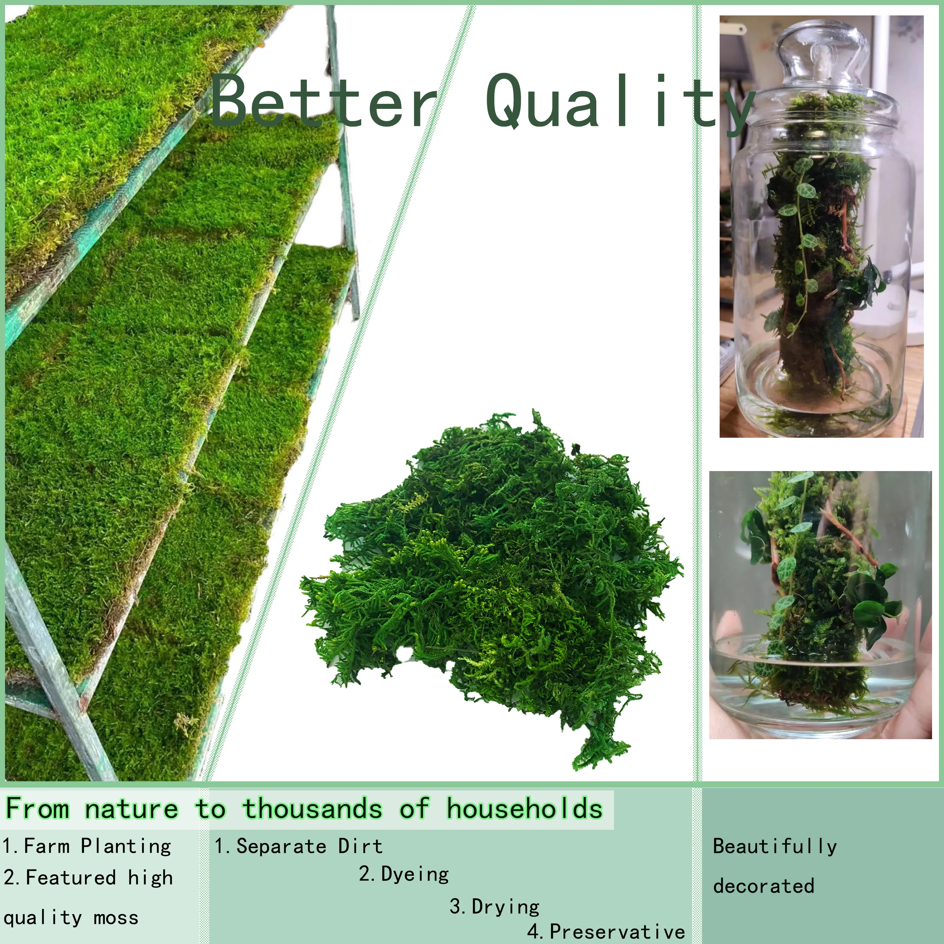 Bảo Quản Rêu Xanh Tự Nhiên Cho Chậu Trồng Đất Phong Lan Chậu Phối Rêu Than Bùn Cực Thủ Công