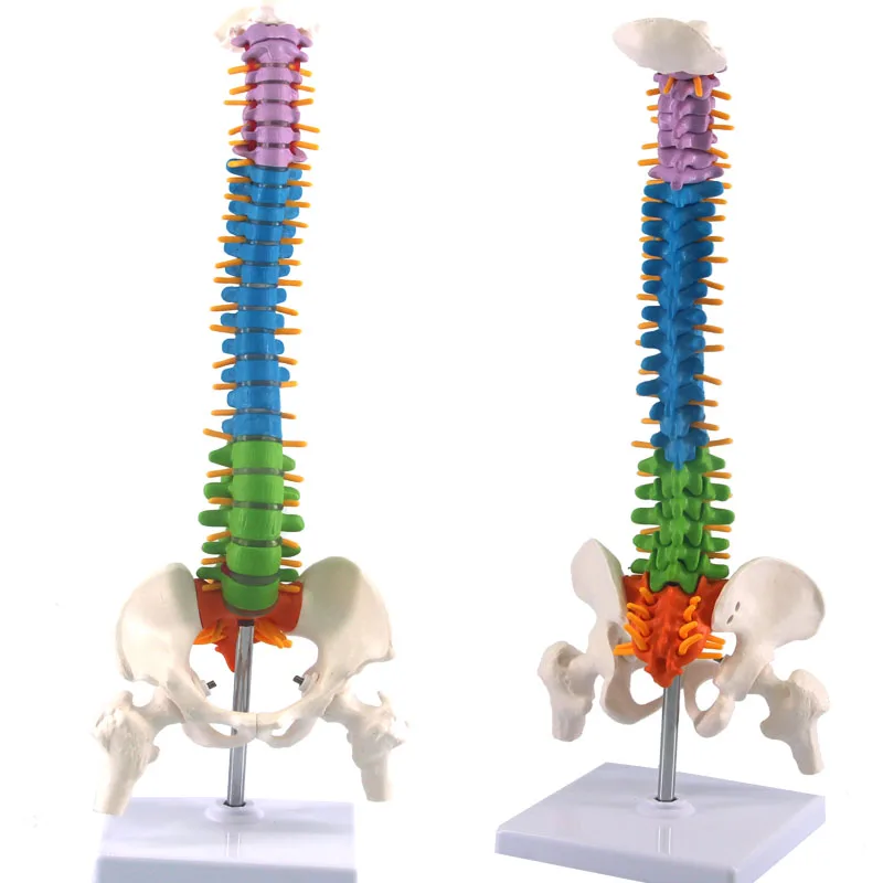 Colonna vertebrale umana con anatomia pelvica modello 45 cm scienze mediche insegnamento biologia neurochirurgia risorse modelli anatomici scheletro