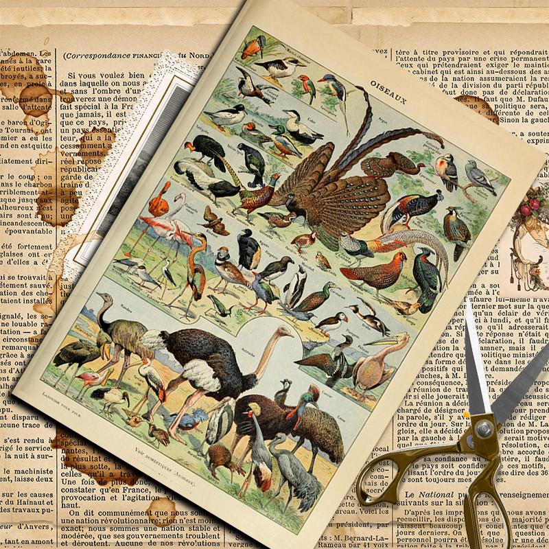 10 枚昆虫アトラス素材ステッカー子供 Diy ツールコンピュータステッカー水ボトル用防水芸術工芸品